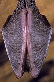 Lesser horseshoe bat hibernating in a mine France