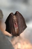 Portrait of a Greater horseshoe bat hibernating