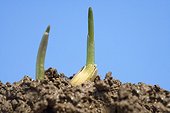 Growth of at young oat shoots at spring France
