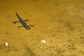 Marbled Newt swimming in a pond Auvergne France
