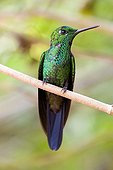 Green-crowned Brilliant posed on a branch Costa Rica