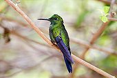 Green-crowned Brilliant posed on a branch Costa Rica