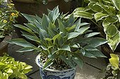 Hosta 'Sherborne Swift' on a garden terrace in Belgium