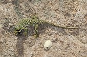 Young Ocellated Lizard Maures Mountain France