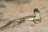 Young Ocellated Lizard Maures Mountain France