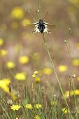 Butterfly-lion Maures Plain France ; Location: Vidauban