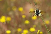Butterfly-lion Maures Plain France
