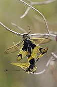 Coupling of Butterfly-lions Maures Plain France ; Location: Vidauban