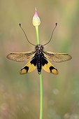 Butterfly-lion Maures Plain France