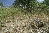Hermann's Tortoise Maures Plain France ; Location: Vidauban