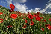 Field of Poppies flower Auvergne France ; Location: Montaigut-le-Blanc