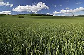 Growing grain Auvergne France ; Location: Pardines