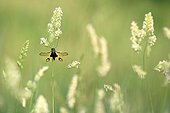 Butterfly-lion Maures Plain France ; Location: Vidauban