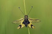 Butterfly-lion Maures Plain France ; Location: Vidauban