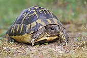 Hermann's Tortoise Maures Plain France ; Location: Vidauban