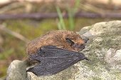 Common Pipistrelle clung to a rock