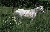 Cheval blanc dans un pré à la belle saison Nièvre France ; Site : Refuge Beauregard in Nevers-St-Eloi