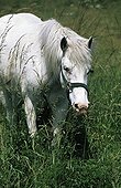 Cheval blanc dans un pré à la belle saison Nièvre France ; Site : Refuge Beauregard in Nevers-St-Eloi