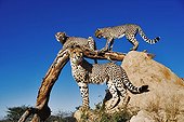 Termites and branch serves as an observatory to Cheetahs ; Can reach top speeds of up to 120 km/hr over short distances with an acceleration of zero to 80km per hour in 3 seconds.