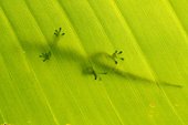 Gecko diurne de Madagascar sur une feuille Madagascar ; Site : Mananara