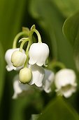 Inflorescence of Lily of the valley France