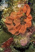 Eggs of Spanish Dancer Cruise St John Egypt
