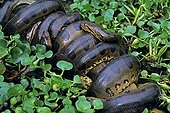 Mating of green Anacondas in a swamp Venezuela ; Mating composed of several males and a female.