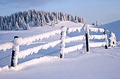 Barrière et forêt de conifères enneigées en montagne France ; Site : Massif du Semnoz