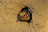 Red and yellow Barbet male at nest in a termitarium Kenya