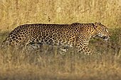 Sri Lanka Leopard walking Yala National Park Sri Lanka