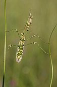 Mantis religiosa on the lookout on the grass Provence France