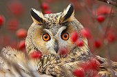 Portrait of a Northern Long-eared Owl behind branches France ; "Highly commended" award for the "Animal portraits" category 2007