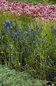 Purple Viper's Bugloss 'Blue Bedder' in bloom in a garden