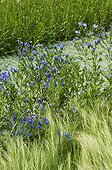Purple Viper's Bugloss 'Blue Bedder' in bloom in a garden