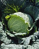 Brassica oleracea var. capitata Saga