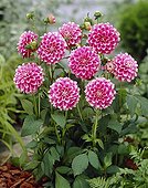 Dahlia Fuzzy Wuzzy