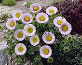 Erigeron glaucus