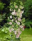 Anisodontea capensis