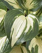 Hosta Lakeside Cupcake