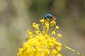 Ruby-tailed wasp on a yellow flowers France