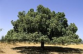 Mango in April in Senegal