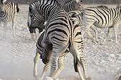 Burchell's Zebras fighting Etosha Namibia