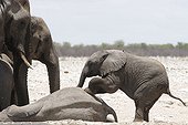 Baby Elephant wanting to play with an another lied Namibia