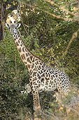 Thornicroff's Giraffe South Luangwa National Park Zambia