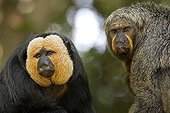 Portrait of a pair of Guianan saki Singapore