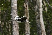 Black Hornbill in flight Sabah Malaysia