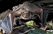 Common Vampire Bat (Desmodus rotundus) moving on ground, French Guyana