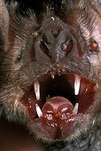 Portrait of Common Vampire Bat (Desmodus rotundus), South America