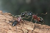 Trophallaxy between two Carpenter ants France ; In the region of Orleans. <br>