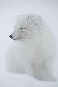 Arctic Fox sat in snow and battling with polar cold Iceland